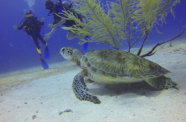potápěči u želvy